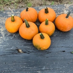 ハロウィンかぼちゃの画像