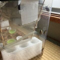 キマダラカメムシ　お分けします（無償）の画像