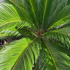 ソテツの画像