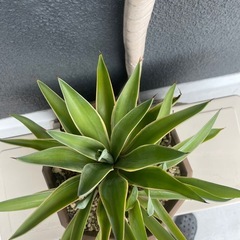 豪華4頭　アガベ　ベネズエラ　の画像