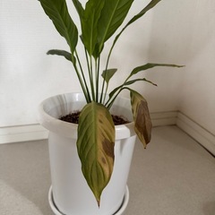 観葉植物　植木　植木鉢　植物　スパティフィラム　緑の画像