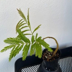 エバーフレッシュ(実生)の画像