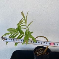 エバーフレッシュ(実生)の画像