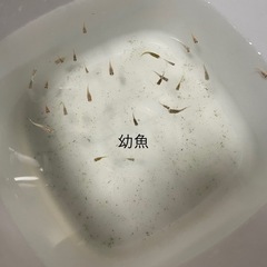 【10/16限定】めだか　20匹程度　色々 ミックスの画像