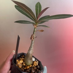 クリスパム　アデニウムの画像
