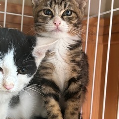 三毛猫♀白黒♂キジシロ♀ 3きょうだい