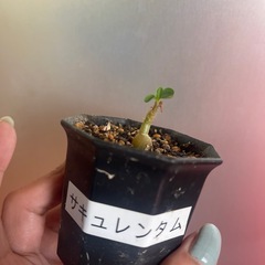 お取引中　パキポディウム　サキュレンタムの画像