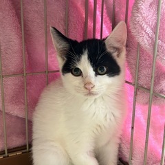 三毛猫♀白黒♂    