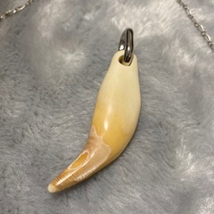 希少　XOLO JEWELRY ショロ ジュエリー　ツキノワクマ　牙の画像