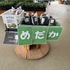 Jonnobi. メダカ　JA厚木あぐりべぇの画像