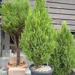 ゴールドクレスト鉢植え９０㎝の画像