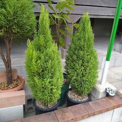 ゴールドクレスト鉢植え９０㎝の画像