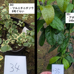 お庭の整理。第4弾。の画像