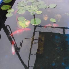 水槽、スイレン、金魚　差し上げます。の画像