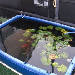 水槽、スイレン、金魚　差し上げます。の画像