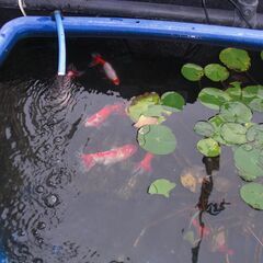 水槽、スイレン、金魚　差し上げます。の画像