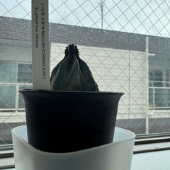 サボテン観葉植物 の画像