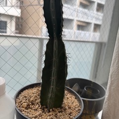 サボテン観葉植物 の画像