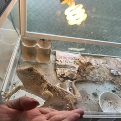 フトアゴの画像