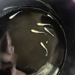 猫飯さんのメダカの画像