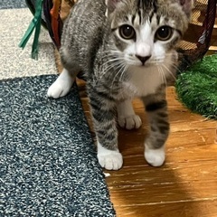 沖縄から来たひとみちゃん推定4ヶ月メス