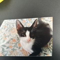 里親募集です。 - 猫