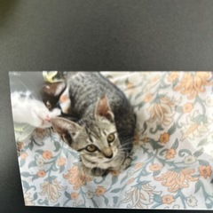 里親募集です。 - 里親募集