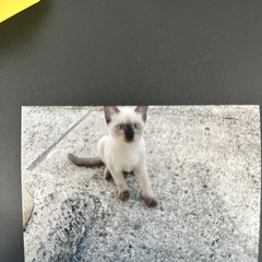 里親募集です。 - 中頭郡