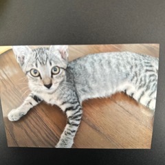 里親募集です。 − 沖縄県