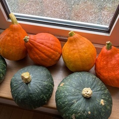 生食かぼちゃ🎃コリンキー＋おまけ付きの画像