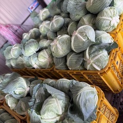 野菜【キャベツ】の画像