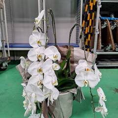 🌸 胡蝶蘭（白2鉢）無料でお譲りします 🌸 【本日〜明日引き取り可能な方／2鉢まとめて】の画像