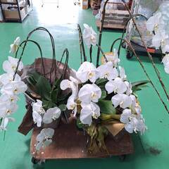 🌸 胡蝶蘭（白2鉢）無料でお譲りします 🌸 【本日〜明日引き取り可能な方／2鉢まとめて】の画像