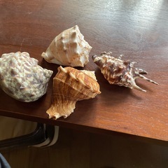 貝の置物4種の画像