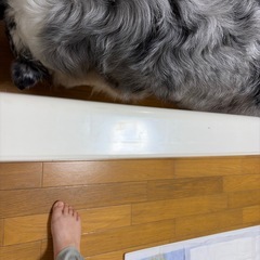 犬　トイレ　トレー　ワイドの画像