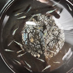 【お取引中】メダカ　ミナミヌマエビの画像