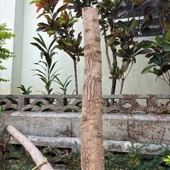 木★丸太★植物の画像