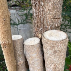 木★丸太★植物の画像