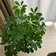観葉植物の画像