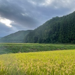 新米　風さやか　籾30kg ①の画像