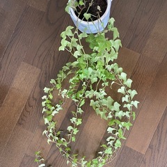 観葉植物◆へデラの画像