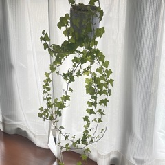 観葉植物◆へデラの画像