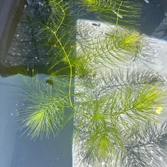 ミックスメダカ　10匹ぐらい　水草の画像