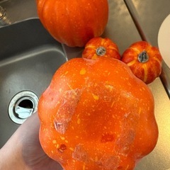 カボチャ  オレンジ 6セットの画像