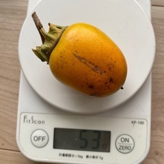 小さめ渋柿たくさん1つ10円の画像