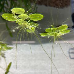 【無農薬・水草・浮草】アマゾンフロッグピット子株🌿／メダカ・熱帯魚・シュリンプにおすすめ！の画像