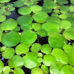 【無農薬・水草・浮草】アマゾンフロッグピット子株🌿／メダカ・熱帯魚・シュリンプにおすすめ！の画像