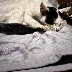 子猫を保護しました！