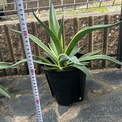 アガベ　ベネズエラ　観葉植物 鉢付の画像