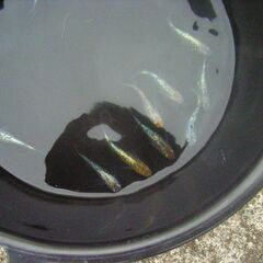 めだか-秋の特別品の画像